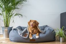 5 Tips Siapkan Rumah untuk Sambut Kedatangan Anjing Peliharaan