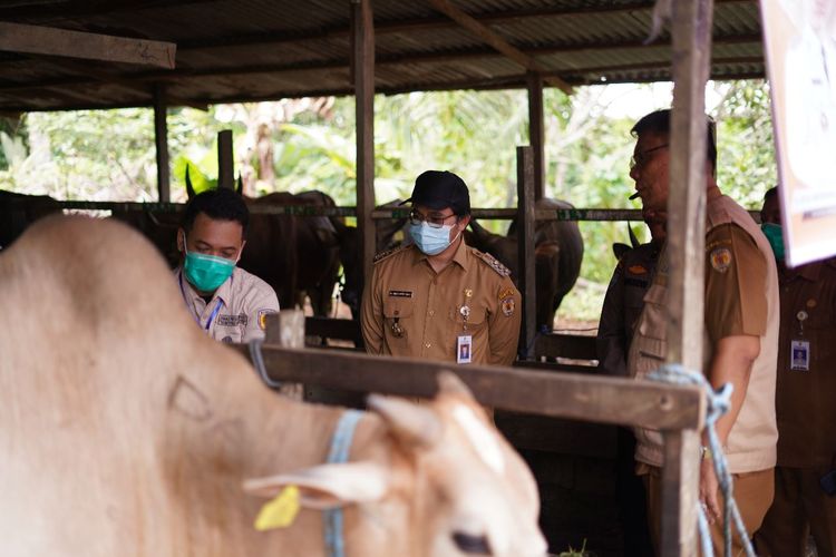 Bupati Hulu Sungai Tengah (HST) Aulia Oktafiandi memimpin pengawasan hewan kurban sejak dari penjualan sampai saat penyembelihan ke kantong peternakan sapi di Desa Kadundung, Kecamatan Labuan Amas Selatan, Selasa (27/6/2023).