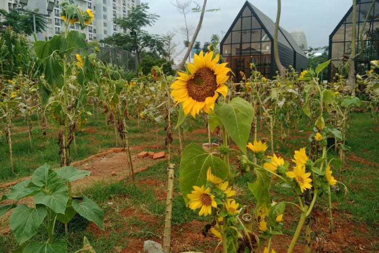 Menikmati Matahari Terbenam Di Kebun Bunga Matahari Serpong