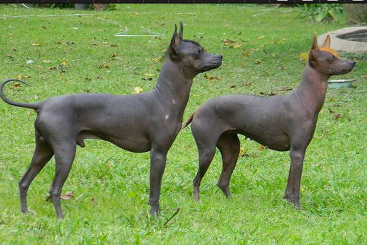 7 Ras Anjing Tidak Berbulu yang Bisa Jadi Pilihan Hewan Peliharaan