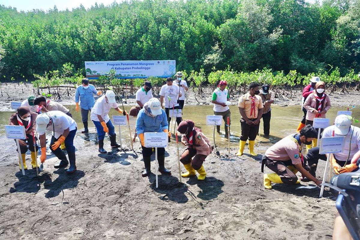 Kementerian Koordinator Bidang Kemaritiman dan Investasi bersama dengan BUMN dan PT Pelindo melakukan penanam mangrove di Probolinggo, Jawa Timur, Kamis (9/12/2021).
