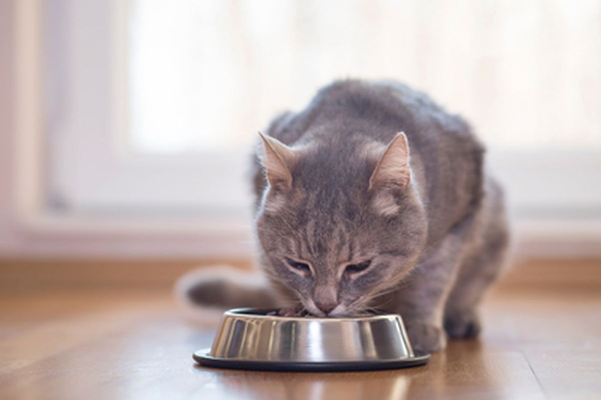 Ilustrasi makanan kucing, kucing sedang makan.