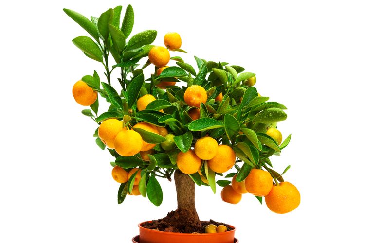 Ilustrasi pohon jeruk.