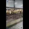 Viral, Video Kandang Domba Mewah di Banjarnegara, Ini Cerita Pemiliknya