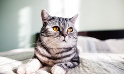 Cara Memilih Kotak Pasir yang Tepat, Kucing Betah Rumah Tetap Bersih