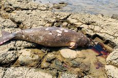 Dugong Ditemukan Mati Terdampar di Perairan Pulau Bawean Gresik