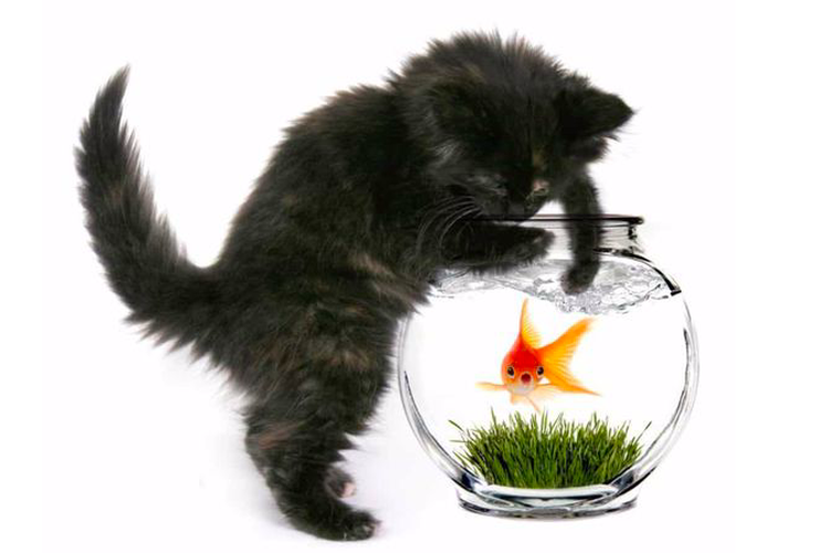 Kucing dan ikan di akuarium