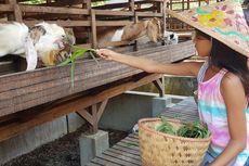 Kuntum Farmfield Bogor: Jam Buka, Tiket Masuk, dan Aktivitas