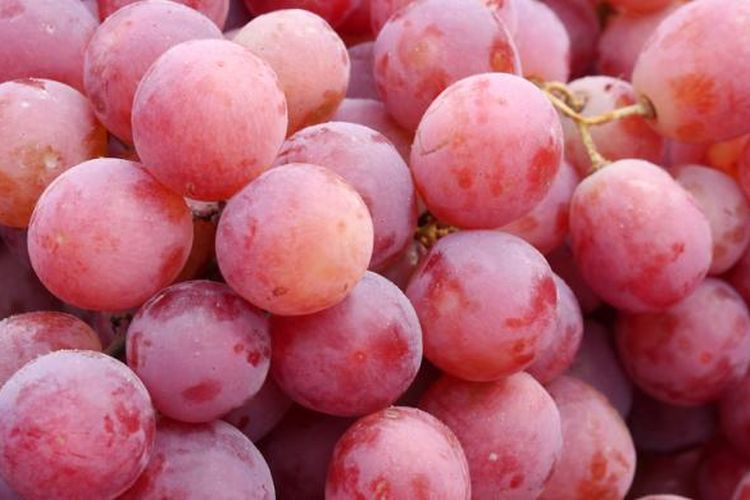 Ilustrasi buah anggur