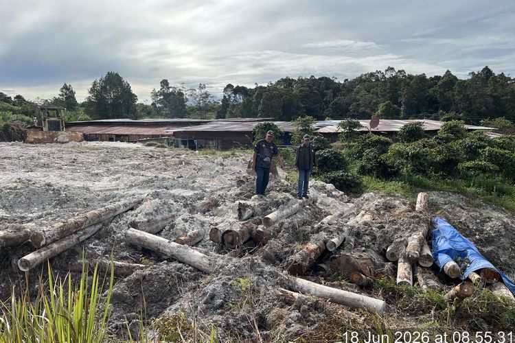 Perusahaan di Humbahas Diduga Sembunyikan Ratusan Kayu Rimba Ilegal, Modusnya Ditimbun di Tanah 