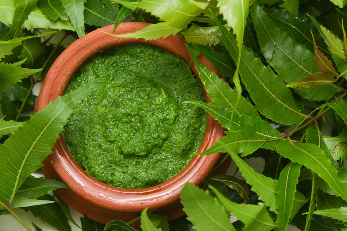 Ilustrasi daun nimba yang telah ditumbuk menjadi pasta. Daun nimba dapat digunakan sebagai bahan pembuatan pestisida alami. 