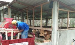 Lewat UPPO, Kementan Dukung Ketersediaan Pupuk Organik bagi Petani