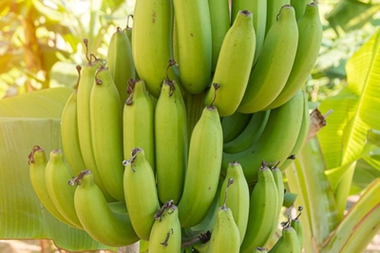 Ilustrasi pisang, pohon pisang.