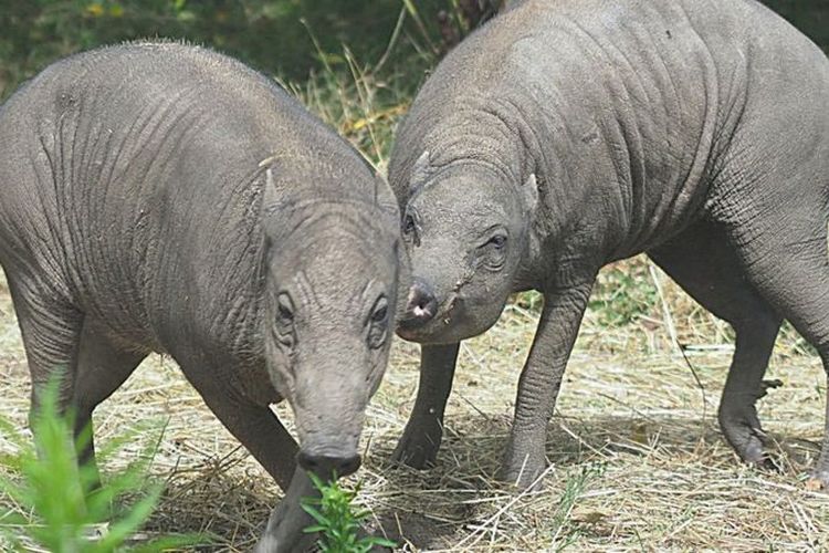 Kebun Binatang  London Datangkan Babi Paling Jelek di 