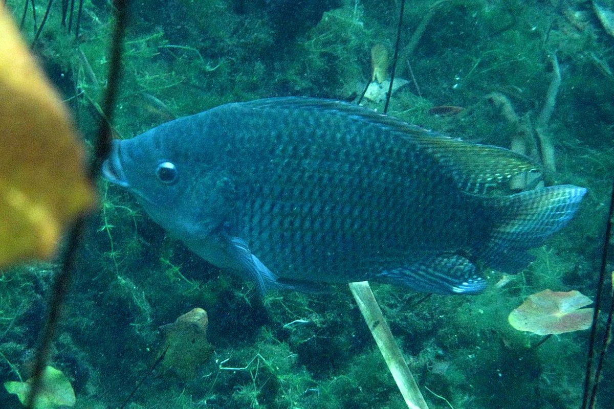 Ilustrasi ikan nila (Oreochromis niloticus). Salah satu spesies ikan invasif yang dapat merugikan keanekaragaman hayati di Indonesia.