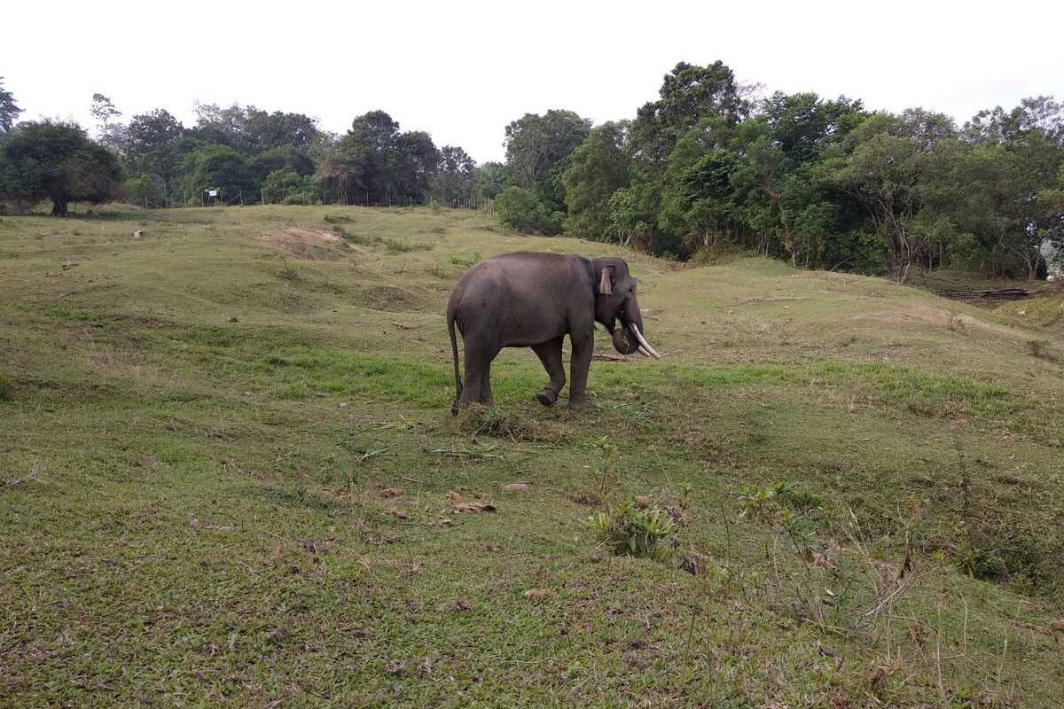 Gajah Sumatera