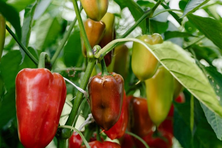 Ilustrasi cabe hidroponik