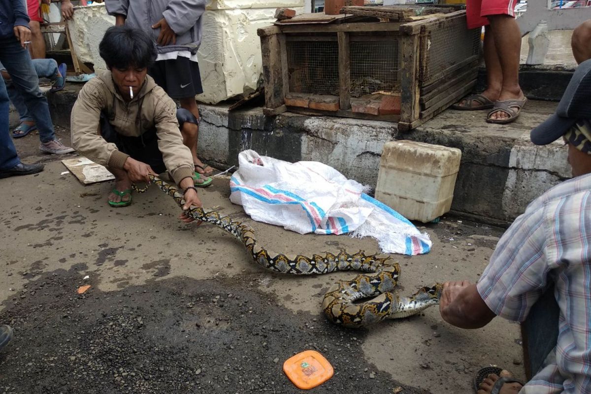 Ular Sanca ditemukan warga saat banjir di Jatinegara, Rabu (7/2/2018)