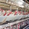 JAPFA Ekspor 23.000 Ayam Hidup ke Singapura