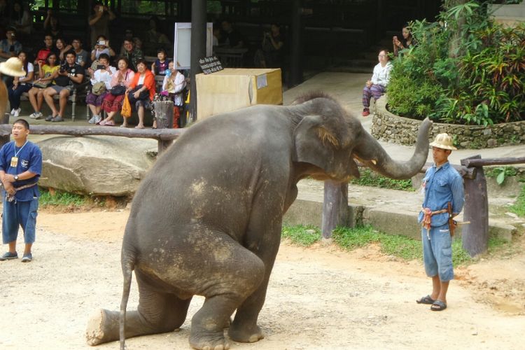 Mahout atau pawang gajah bersama gajahnya di Maesa Elephant Camp di Chiang Mai, Thailand, Jumat (16/6/2017).