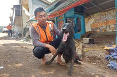 Walet, Si Anjing Pelacak K-9 yang Mampu Temukan 10 Jenazah Korban Gempa Cianjur