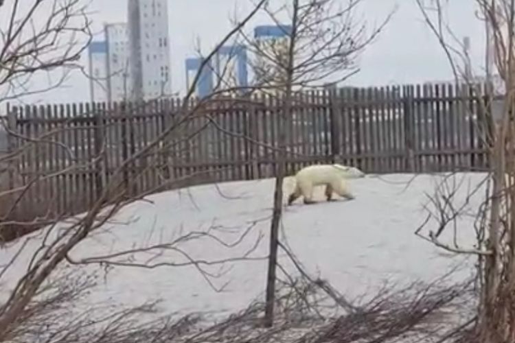 Beruang kutub tersesat di kota Norilsk, Siberia utara, Selasa (18/6/2019).
