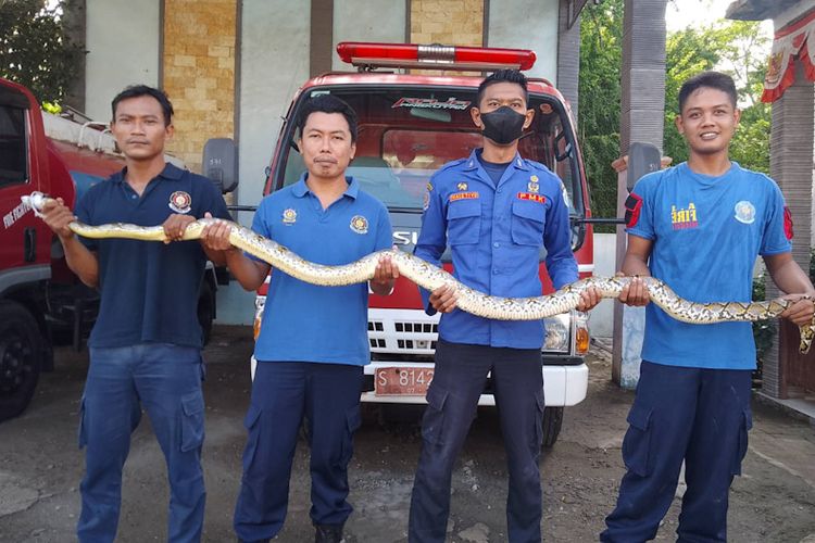 Ular sanca sepanjang 2 meter yang berhasil dievakuasi petugas dari atap rumah warga di Jalan Raya Daendles, Kecamatan Paciran, Lamongan, Sabtu (26/2/2022).