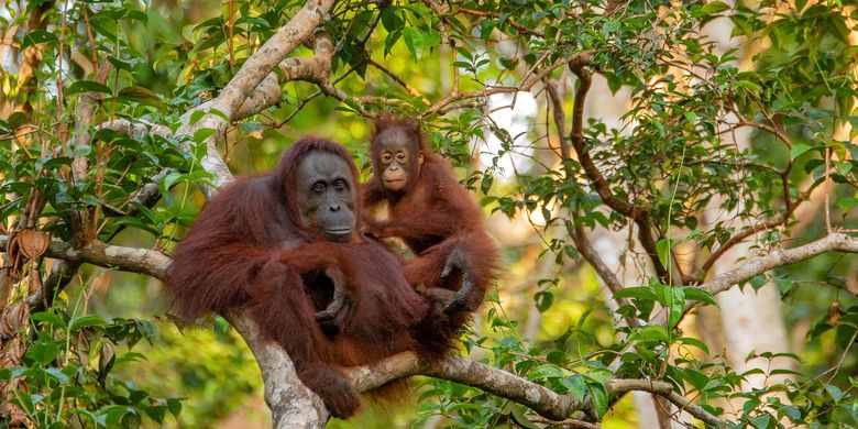 5 Alasan Kita Harus Menyelamatkan Orangutan Indonesia Dari Populasi Kritis Halaman All Kompas 