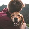 Anjing juga Bisa Cemburu saat Lihat Saingannya, Kok Bisa?