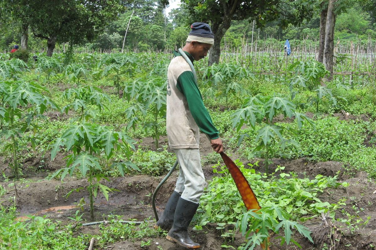 Petani menyemprot pupuk cair organik sebagai bagian dari by product atau produk samping sari tetes tebu untuk vetsin Sasa. Produksi pupuk organik Sasa mencapai sekitar 700-800 kiloliter per hari. 
