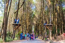 Hutan Pinus Kragilan, Wisata Alam nan Instagramable di Magelang