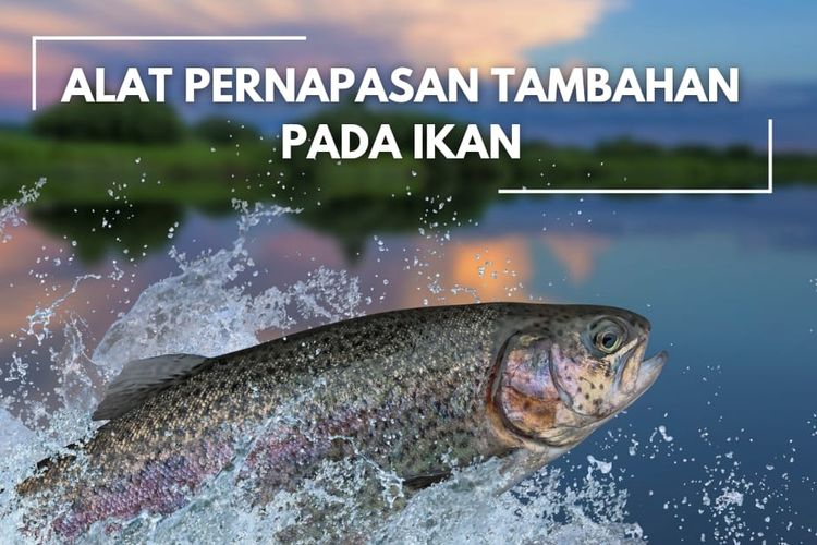 Alat Pernapasan Tambahan Pada Ikan 