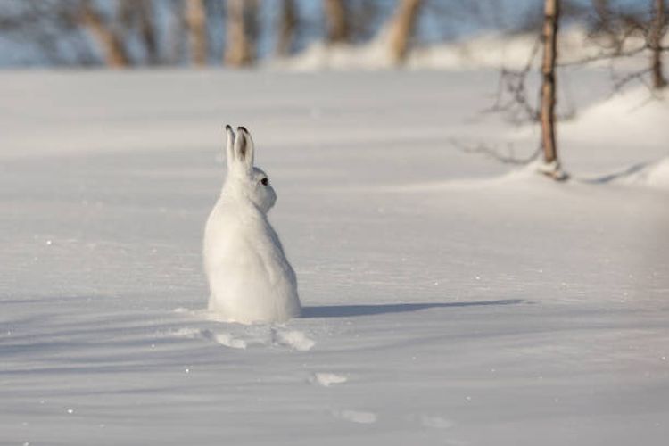 Ilustrasi kelinci Arktik, salah satu hewan yang berubah warna menjadi putih saat musim dingin.