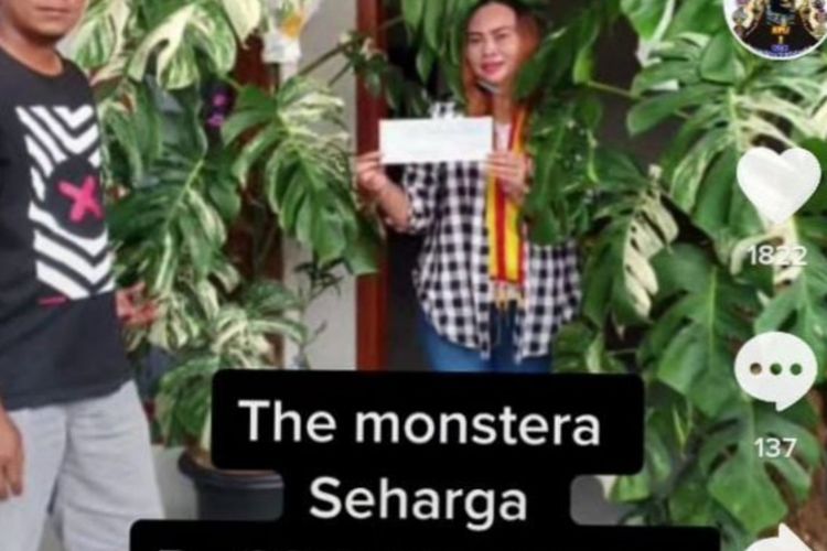 Tangkapan layar video Tiktok dua pohon tanaman hias Monstera variegata besar dijual dengan harga Rp 225 juta.