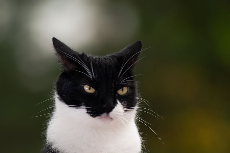 Ilustrasi kucing marah