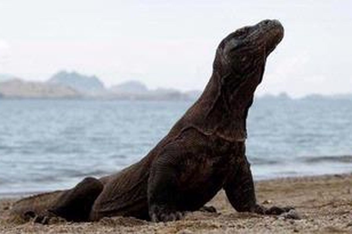 Satwa endemik komodo (Varanus komodoensis) terlihat di Pulau Komodo, Taman Nasional Komodo, Manggarai Barat, Nusa Tenggara Timur, Selasa (29/11/2010). Taman Nasional Komodo menjadi salah satu dari 28 finalis New 7 Wonders of Nature.