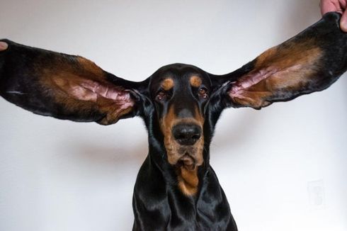 Pecahkan Rekor Guinness, Anjing Ini Punya Kuping Terpanjang di Dunia
