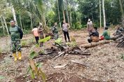 Induk Harimau Sumatera bersama 2 Anaknya Wara-wiri di Ladang Lampung Timur, Warga Ketakutan dan Panjat Pohon