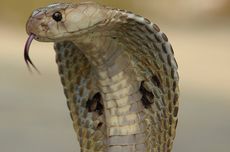 Ilmuwan Temukan Kerajaan 4 Spesies King Cobra di Wilayah Asia, Salah Satunya Indonesia