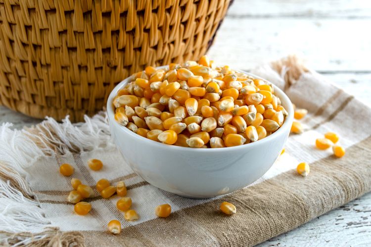 ilustrasi biji jagung kering untuk membuat popcorn. 