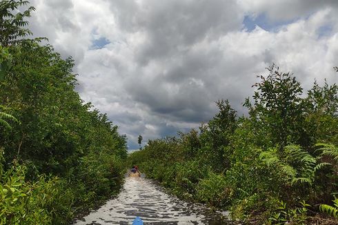 Umur Hutan Primer Gambut Sumatra dan Kalimantan Tinggal 50 Tahun Lagi, Ini Sebabnya