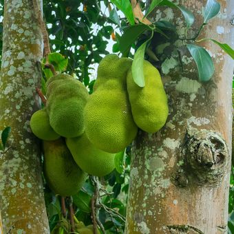 Ilustrasi pohon nangka, menanam nangka. 