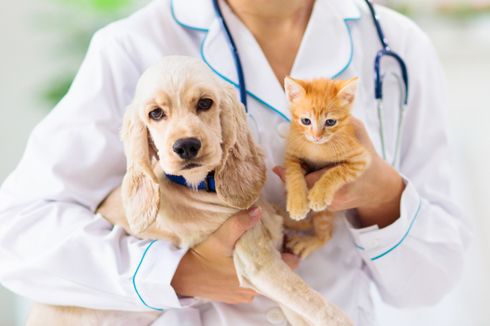 Jurusan Kedokteran Hewan, Ini Info Kuliah dan Prospek Kerjanya