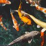 Mengapa Gambar Ikan Koi Banyak Digunakan dalam Feng Shui?