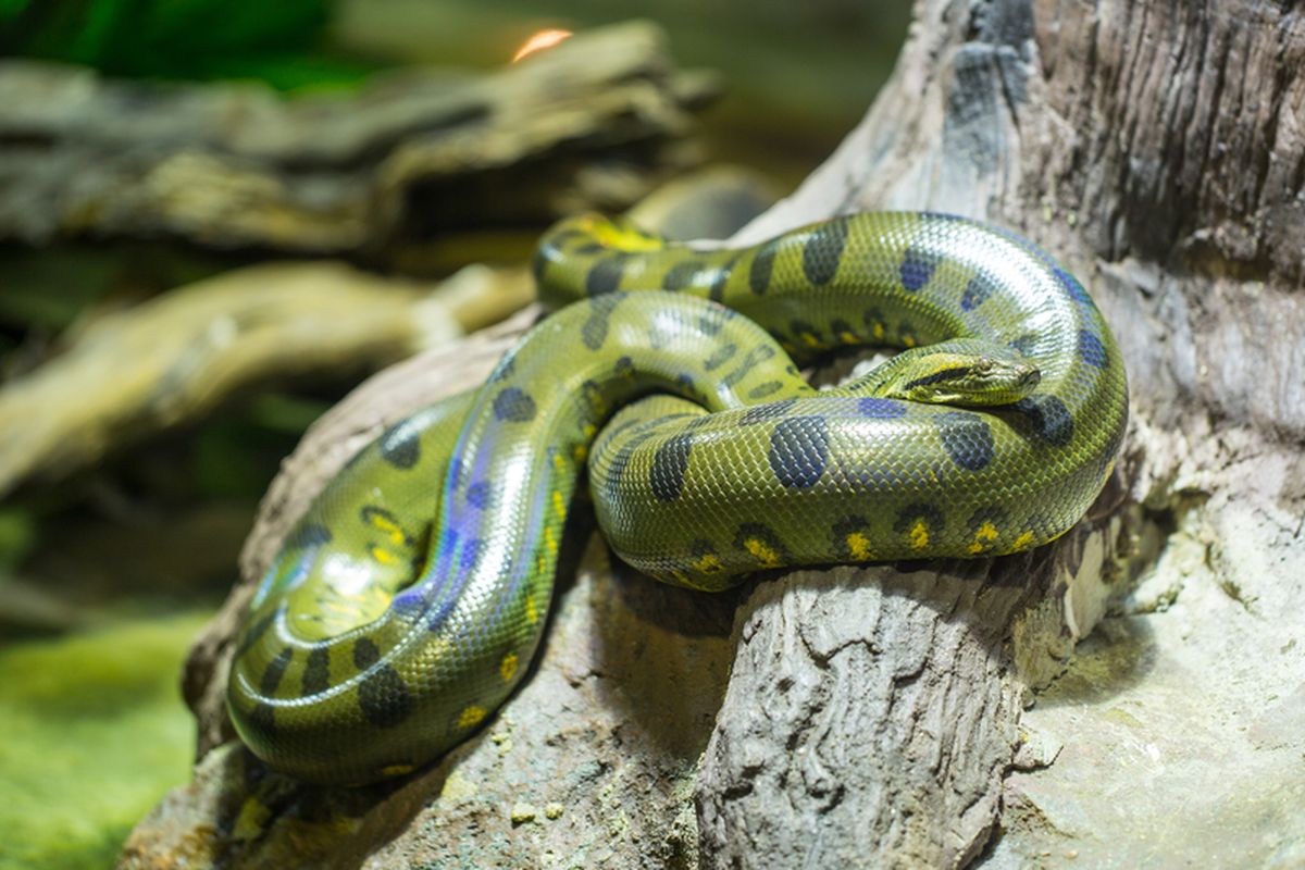 Anaconda hijau adalah salah satu hewan yang berperilaku kanibal usai kawin.
