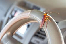 3 Penyebab Kecoak Bersarang di Mobil