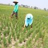Terdampak Kekeringan, Ratusan Hektar Tanaman Padi di Jombang Terancam Gagal Panen