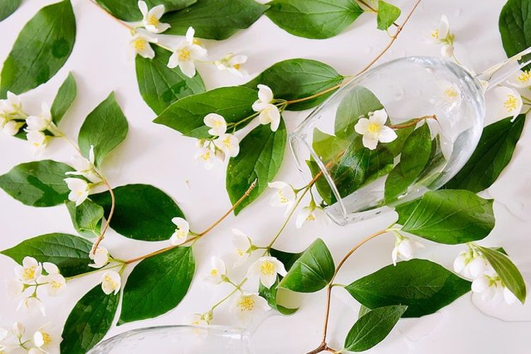 3 Tanaman Meja yang Bikin WFH Enggak Gampang 