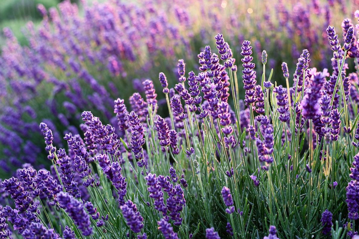Ilustrasi aroma lavender tidak disukai kucing.