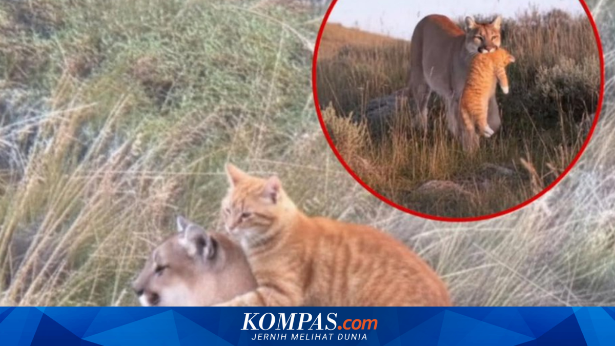 Ramai soal Singa Menganggap Kucing Oren sebagai Anaknya, Bagaimana ...